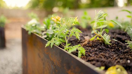 10 Plants That Love Compost Instead Of Granular Fertilizer