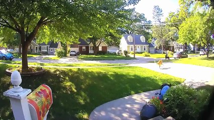 Funniest Dogs! 🐶 Best Puppy Fails - America's Funniest Home Videos #FunnyDogs #DogCompilation #TryNotToLaugh #PuppyFails #CuteDogs #AnimalHumor #DogLovers