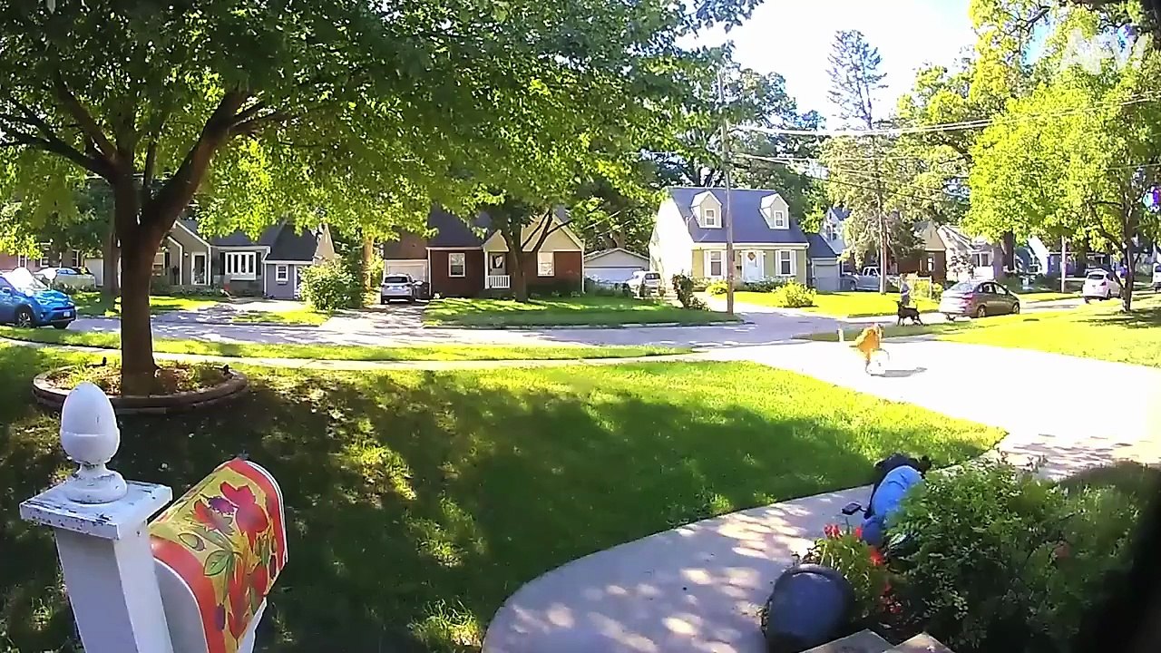 Funniest Dogs! 🐶 Best Puppy Fails - America's Funniest Home Videos #FunnyDogs #DogCompilation #TryNotToLaugh #PuppyFails #CuteDogs #AnimalHumor #DogLovers