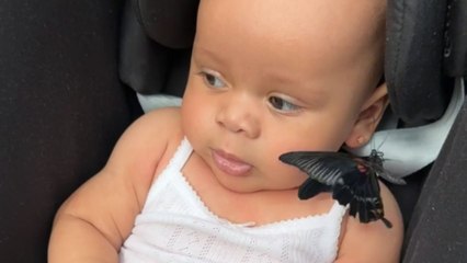 Baby visits a Butterfly Farm for the first time and grabs a butterfly