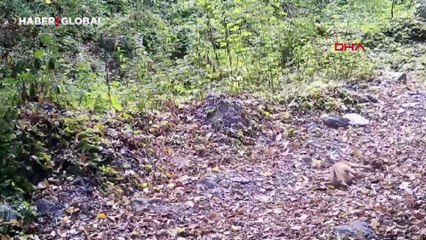 Bursa'da fotokapan çakal görüntüledi