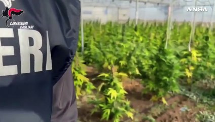 Scoperta maxi piantagione di marijuana, sei arresti nel Cagliaritano