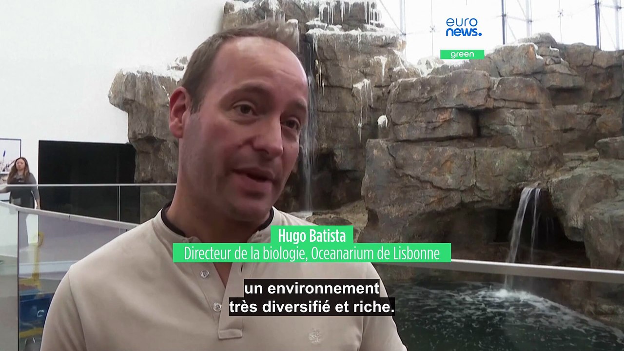 Les manchots de Magellan sont de retour à l'aquarium de Lisbonne, pour le plus grand plaisir des visiteurs