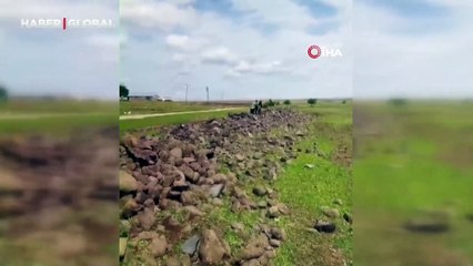 Siverek'te ilginç anlar kameraya yansıdı