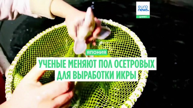 Ищите женщину: в Японии научились менять пол осетровых и получать больше икры