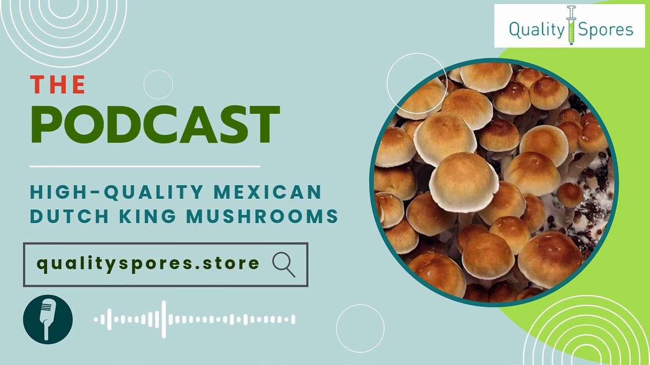 High-quality Mexican Dutch King Mushrooms| Buy Mexican Dutch King Mushrooms Online