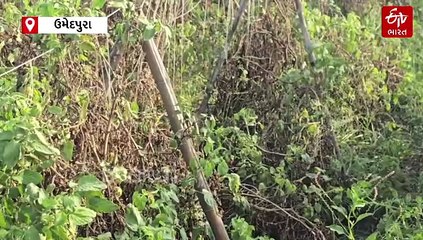 મગફળી, સોયાબીન બાદ હવે ટામેટાનો પાક નિષ્ફળ, સાબરકાંઠા જિલ્લાના ખેડૂતોને પડ્યા પર પાટું