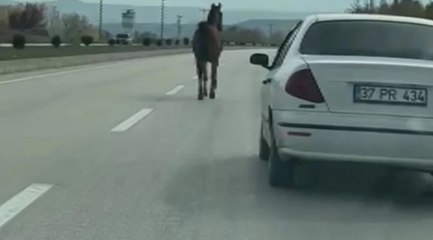 Kastamonu’da başıboş at trafiği birbirine kattı