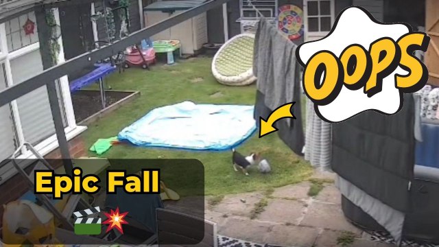 Playful puppy discovers curiosity can be tricky after ending up stuck in a pot