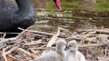 Dawlish Black Swan cygnets