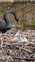 Dawlish Black Swan cygnets