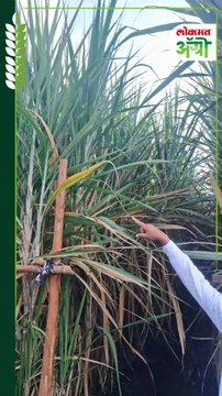 AI in Sugarcane : खोडवा उसात कृत्रिम बुद्धिमत्तेचा वापर; १०० त्यांना पर्यंत उत्पादन