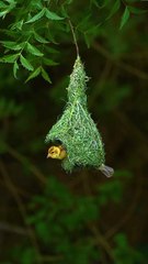 Baya weaver