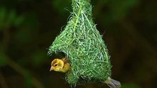 Baya weaver