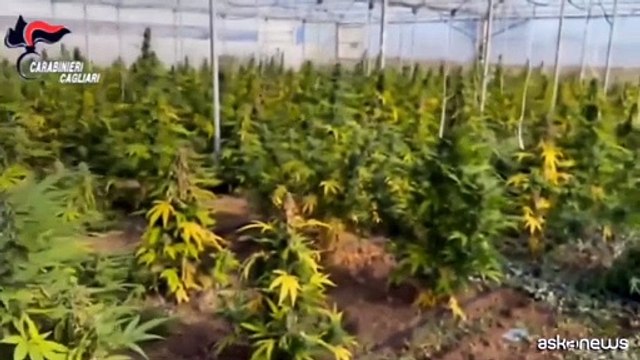 Sardegna, scoperta maxi piantagione di marijuana: sei arresti