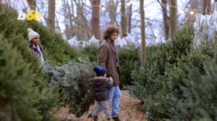 How Christmas Trees Can Actually Change the Air in Your Home