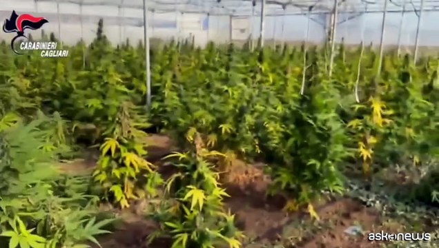 Sardegna, scoperta maxi piantagione di marijuana: sei arresti