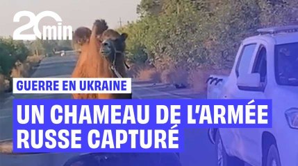 Des chameaux impliqués dans la guerre en Ukraine ?