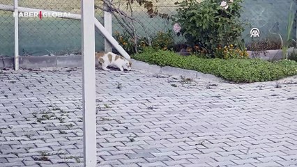 Amasya'da kedi ile fare oyunu: O anlar kamerada