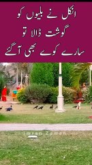 Uncle CATS ke liye Gosht Lai Crow Bhi Sary Agai😊