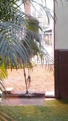 L'oiseau le plus débile du monde ?? 👀