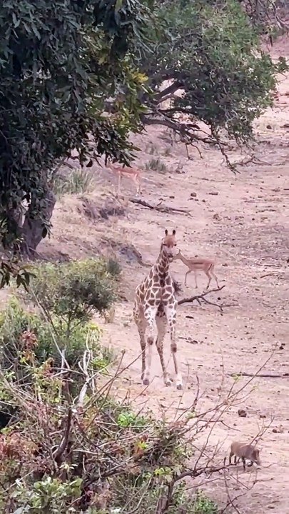 A giraffe chasing a warthog, seeming to want to stomp it 🔥