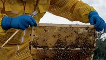Putifigari in festa: tra miele, funghi e porcetto. Sabato 8 e domenica 9 novembre
