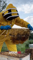 Putifigari in festa: tra miele, funghi e porcetto. Sabato 8 e domenica 9 novembre