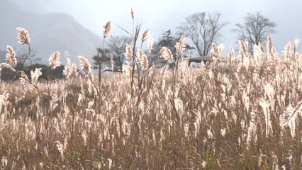 [영상] 일렁이는 은빛 물결...사자평 억새밭서 느끼는 가을 정취 / YTN