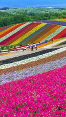Hokkaido’s Shikisai-no-Oka Rolling Hills of Colorful Flowers
