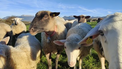 Dix brebis d'un même troupeau tuées par le loup à Chavanod
