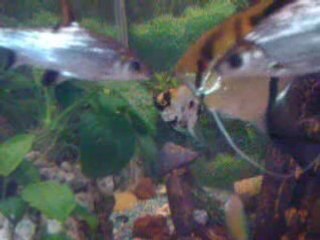 Video ( ponte de scalaire )