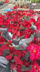 Ya huele a Navidad en calles de Hermosillo; lleve nochebuenas