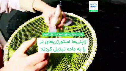 رقابت جهانی برای تصاحب بازار خاویار؛ ژاپنی‌ها استورژن‌های نر را به ماده تبدیل کردند