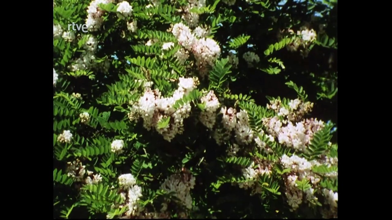 Nuestros arboles - Las leguminosas