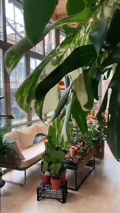 ¿Qué pasa en tu sala de estar  Datos que no sabías