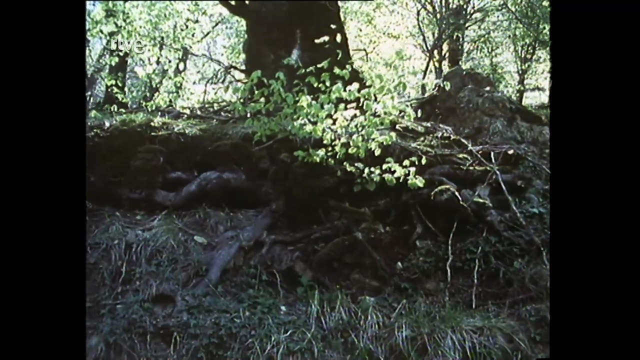 Nuestros arboles - Árboles de la vida (Parte 1)