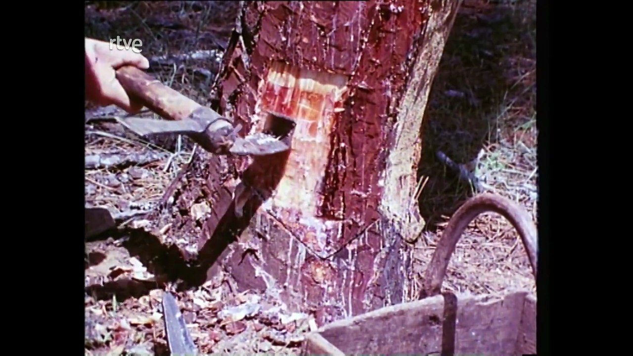 Nuestros arboles - Árboles de la vida (Parte 2)