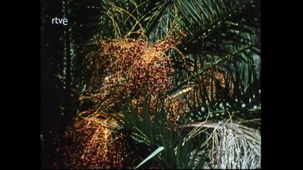 Nuestros arboles - Las palmeras de la península