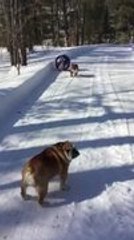 Playful Dogs Chase Each Other Over Ball in Adorable Game