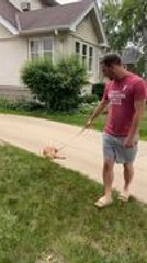 Puppies Shower Boys With Endless Kisses During Playtime