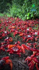 La gran migración del cangrejo rojo: un viaje de más de 100 millones de vidas