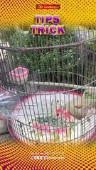 Tips Trick Today, Rabu 05 November 2025