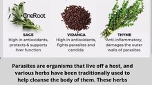 🌿 6 Herbs Traditionally Used for Parasite Cleansing