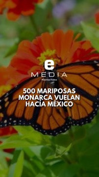 500 Mariposas Monarca viajan a México