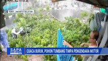 Terekam CCTV! Pengendara Motor Tertimpa Pohon Tumbang, Korban Alami Luka Ringan