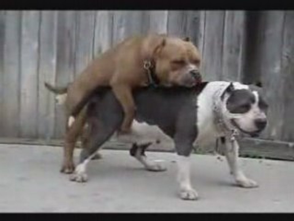 Chiens amoureux