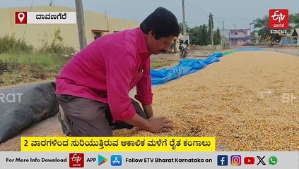 APMC ಆವರಣದಲ್ಲಿ ಫಂಗಸ್ ಹಿಡಿದು, ಮೊಳಕೆಯೊಡೆಯುತ್ತಿವೆ ಮುಸುಕಿನ ಜೋಳ: ಖರೀದಿಸುವಂತೆ ರೈತರ ಕಣ್ಣೀರು!