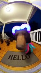 Bear Family Takeover 10s Animation