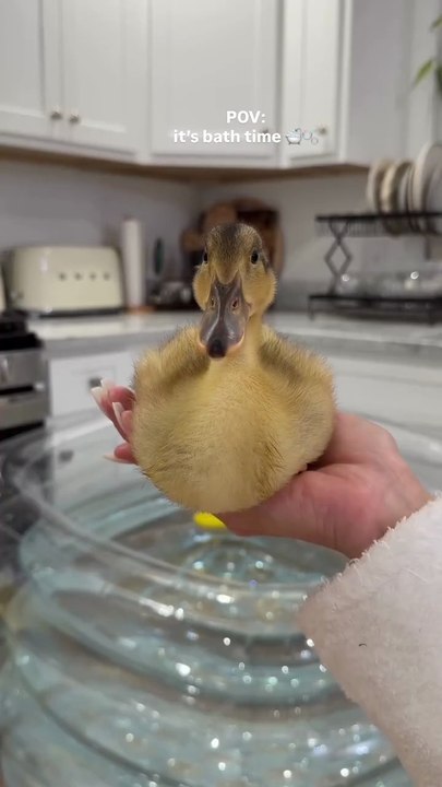 Duckling's bath care routien